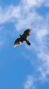 Preview wallpaper hawk, bird, flight, sky, clouds