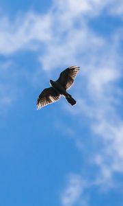 Preview wallpaper hawk, bird, flight, sky, clouds