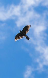 Preview wallpaper hawk, bird, flight, sky, clouds