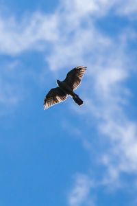 Preview wallpaper hawk, bird, flight, sky, clouds