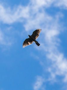 Preview wallpaper hawk, bird, flight, sky, clouds