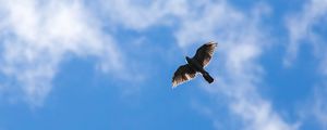 Preview wallpaper hawk, bird, flight, sky, clouds