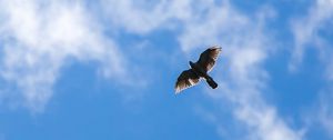 Preview wallpaper hawk, bird, flight, sky, clouds