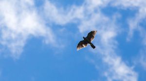 Preview wallpaper hawk, bird, flight, sky, clouds