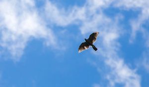 Preview wallpaper hawk, bird, flight, sky, clouds
