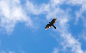 Preview wallpaper hawk, bird, flight, sky, clouds