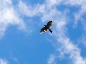 Preview wallpaper hawk, bird, flight, sky, clouds