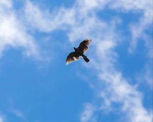 Preview wallpaper hawk, bird, flight, sky, clouds