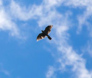 Preview wallpaper hawk, bird, flight, sky, clouds