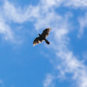 Preview wallpaper hawk, bird, flight, sky, clouds