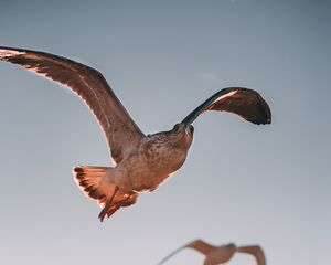 Preview wallpaper hawk, bird, flight, predator, wings