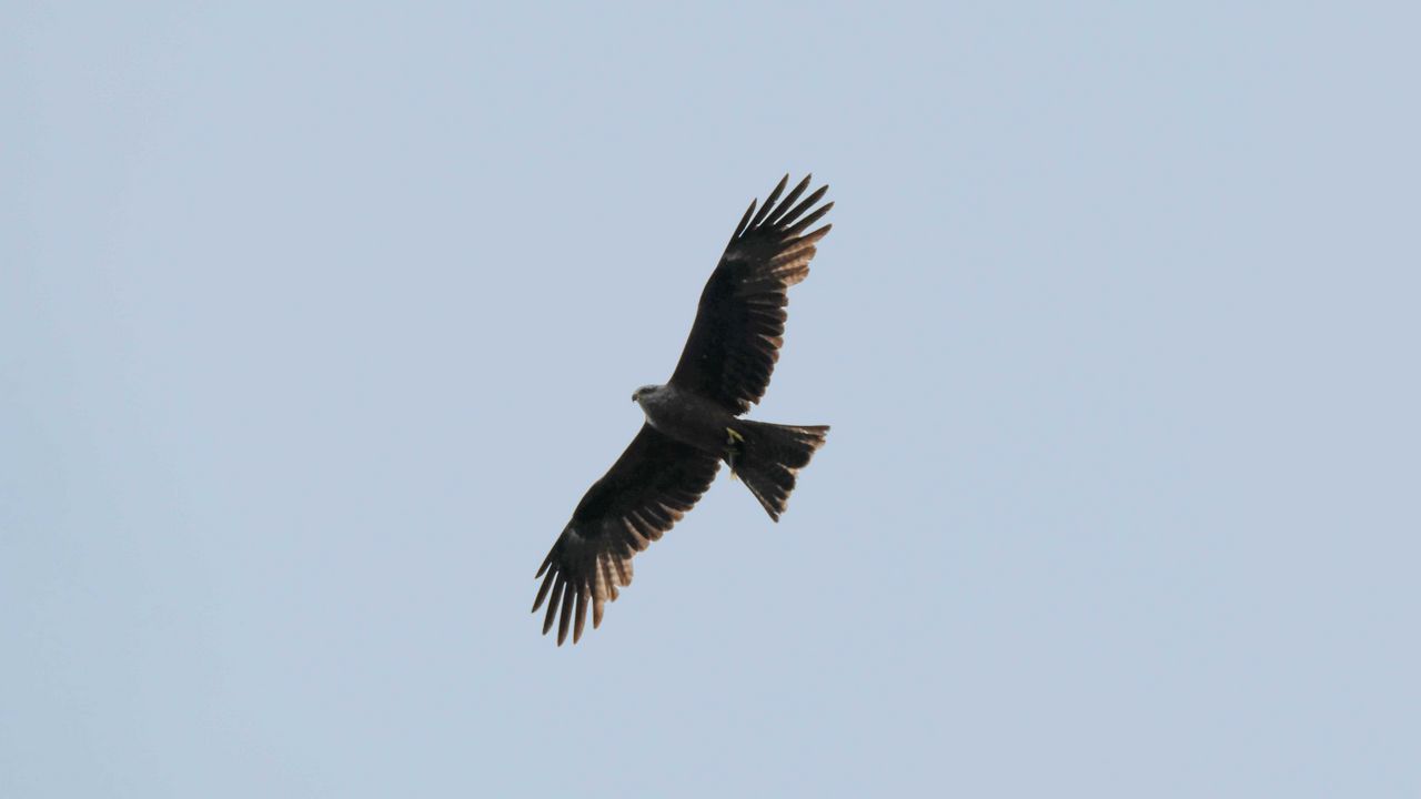 Wallpaper hawk, bird, flight, wings, predator