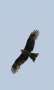 Preview wallpaper hawk, bird, flight, wings, predator