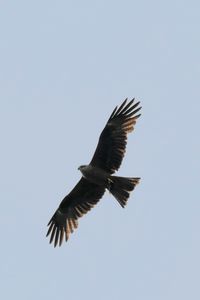 Preview wallpaper hawk, bird, flight, wings, predator
