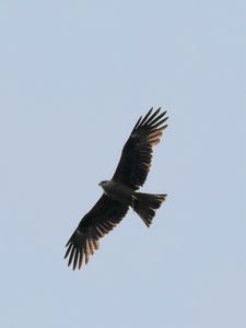Preview wallpaper hawk, bird, flight, wings, predator