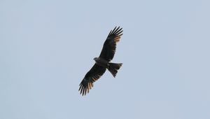 Preview wallpaper hawk, bird, flight, wings, predator