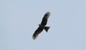 Preview wallpaper hawk, bird, flight, wings, predator