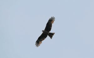 Preview wallpaper hawk, bird, flight, wings, predator