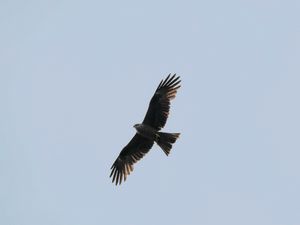 Preview wallpaper hawk, bird, flight, wings, predator