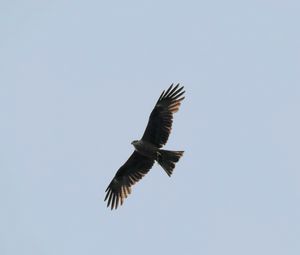 Preview wallpaper hawk, bird, flight, wings, predator