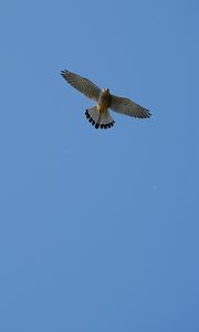 Preview wallpaper hawk, bird, flight, sky