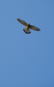 Preview wallpaper hawk, bird, flight, sky