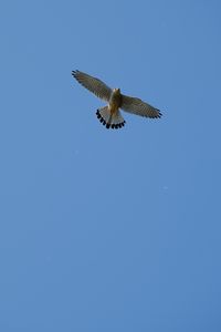 Preview wallpaper hawk, bird, flight, sky