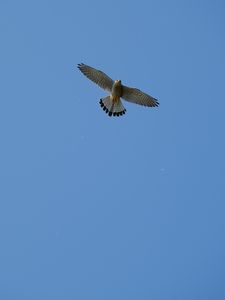 Preview wallpaper hawk, bird, flight, sky