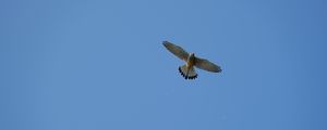 Preview wallpaper hawk, bird, flight, sky