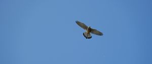 Preview wallpaper hawk, bird, flight, sky