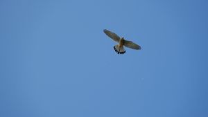 Preview wallpaper hawk, bird, flight, sky