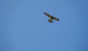 Preview wallpaper hawk, bird, flight, sky