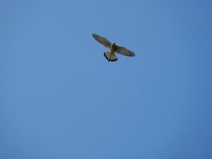 Preview wallpaper hawk, bird, flight, sky