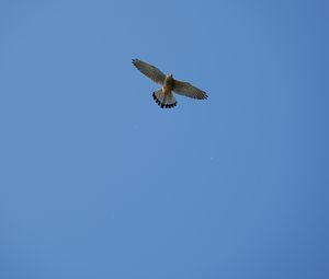 Preview wallpaper hawk, bird, flight, sky