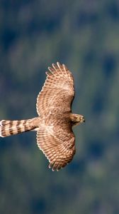 Preview wallpaper hawk, bird, flying, sky, predator