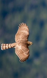 Preview wallpaper hawk, bird, flying, sky, predator