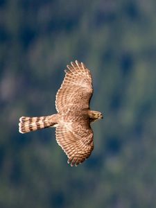 Preview wallpaper hawk, bird, flying, sky, predator