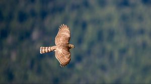 Preview wallpaper hawk, bird, flying, sky, predator