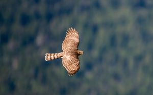 Preview wallpaper hawk, bird, flying, sky, predator