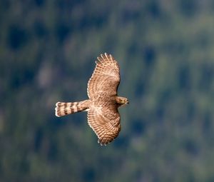 Preview wallpaper hawk, bird, flying, sky, predator