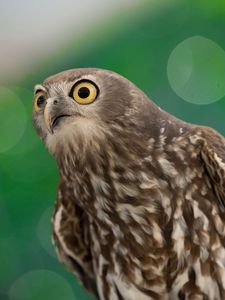 Preview wallpaper hawk, bird, funny, predator