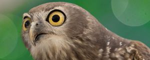 Preview wallpaper hawk, bird, funny, predator