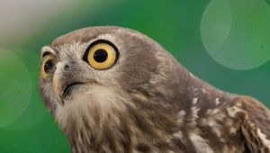 Preview wallpaper hawk, bird, funny, predator