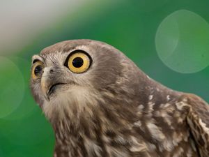 Preview wallpaper hawk, bird, funny, predator