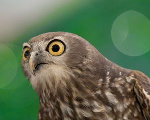 Preview wallpaper hawk, bird, funny, predator