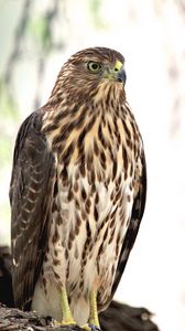 Preview wallpaper hawk, bird, glance, wildlife
