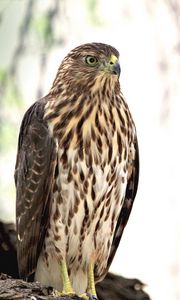 Preview wallpaper hawk, bird, glance, wildlife