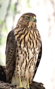 Preview wallpaper hawk, bird, glance, wildlife