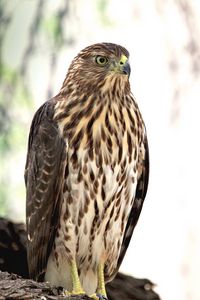 Preview wallpaper hawk, bird, glance, wildlife