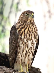 Preview wallpaper hawk, bird, glance, wildlife